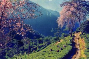 Sikkim Darjeeling Tour Packages