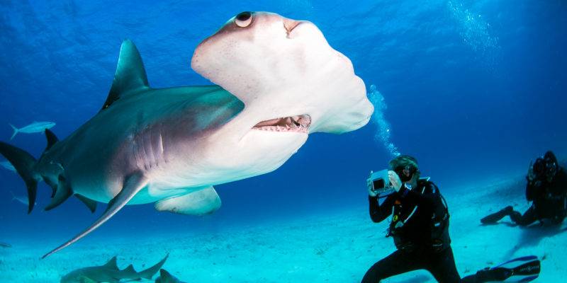 maldives sharks